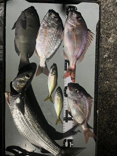 マダイの釣果
