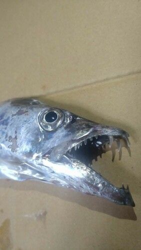 タチウオの釣果