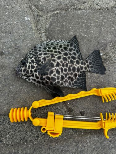 イシガキダイの釣果