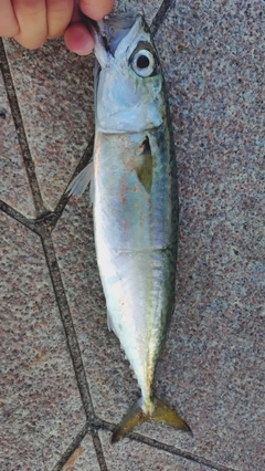 マサバの釣果