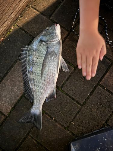 チヌの釣果