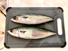 サバの釣果