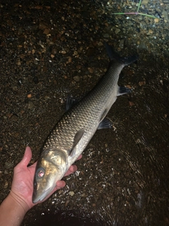 ニゴイの釣果
