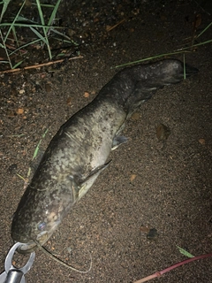 ナマズの釣果