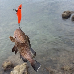 オオモンハタの釣果