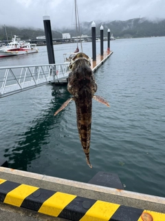 アナハゼの釣果