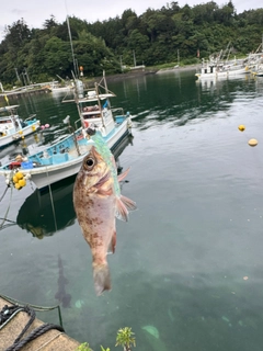 カマスの釣果