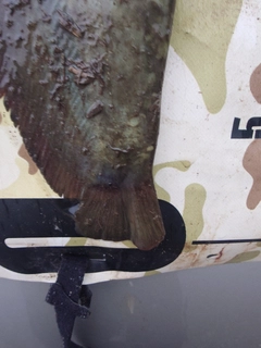 ナマズの釣果