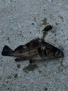 クロソイの釣果