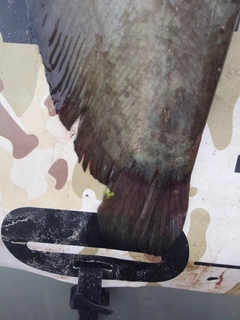 ナマズの釣果