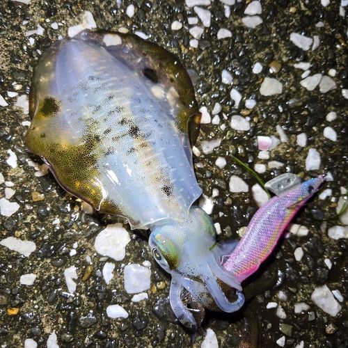 アオリイカの釣果