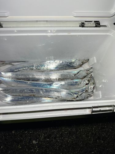 タチウオの釣果