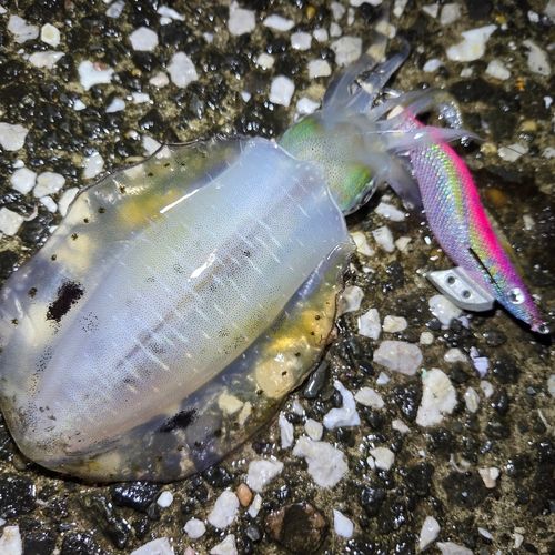 アオリイカの釣果