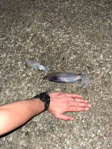 ケンサキイカの釣果