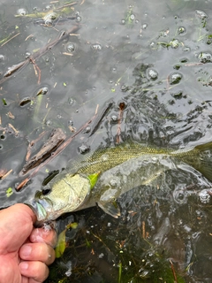 ラージマウスバスの釣果