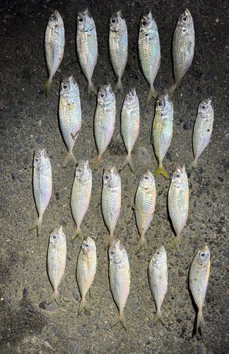 アジの釣果