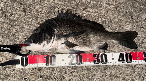 チヌの釣果