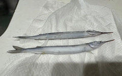 サヨリの釣果