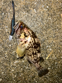 クロソイの釣果