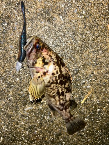 クロソイの釣果