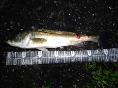 スズキの釣果
