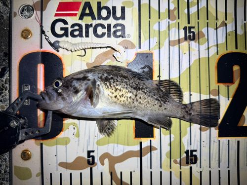 クロソイの釣果