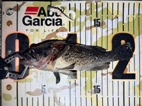 クロソイの釣果