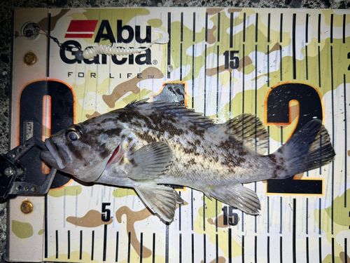 クロソイの釣果