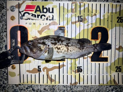 クロソイの釣果