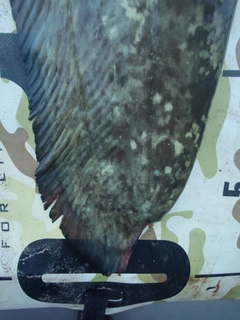 ナマズの釣果