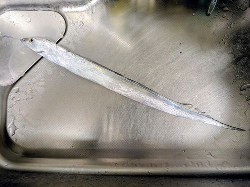 タチウオの釣果