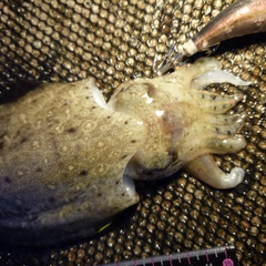 コウイカの釣果