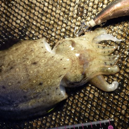 コウイカの釣果