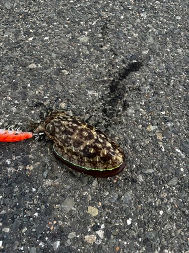 コウイカの釣果