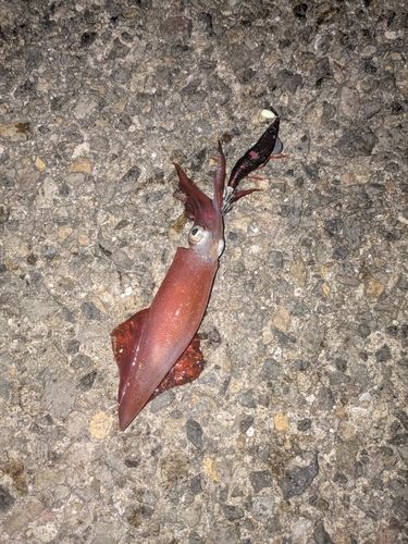 ケンサキイカの釣果