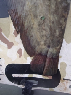 ナマズの釣果