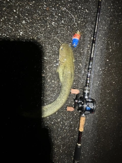 ナマズの釣果