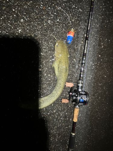 ナマズの釣果