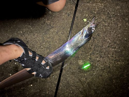 タチウオの釣果