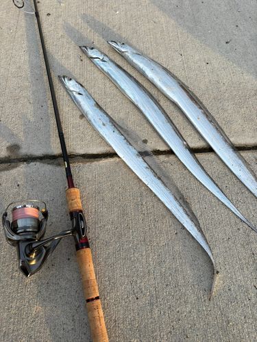タチウオの釣果