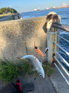 サバの釣果