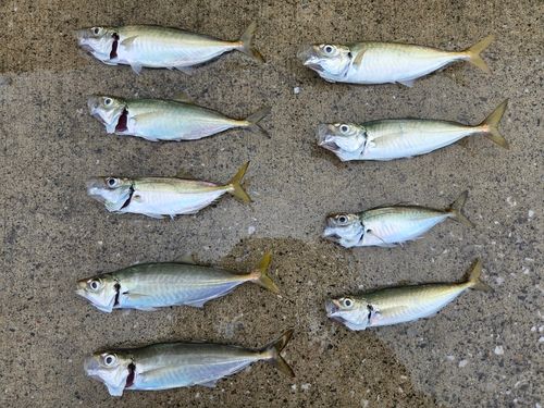 アジの釣果