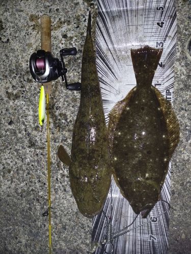 ヒラメの釣果