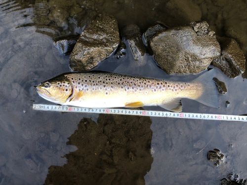 ブラウントラウトの釣果