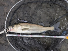 マルスズキの釣果