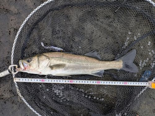 マルスズキの釣果
