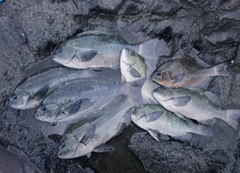 メジナの釣果