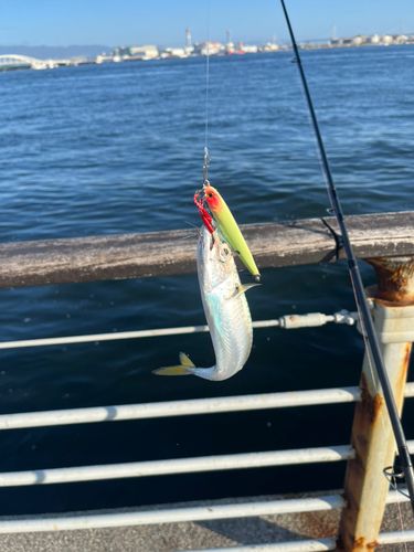 サバの釣果