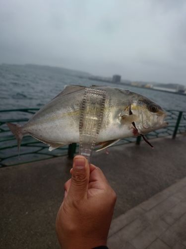 ショゴの釣果