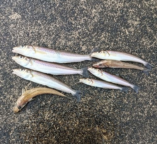 シロギスの釣果